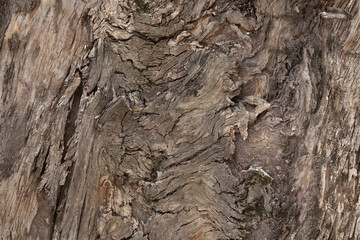 Knotty tree bark for backdrops and background use in advertising brochures newsletters magazines media design graphic resource