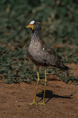African wattled lapwing