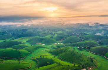 Drone view, Aerial view of tea plantationand shrouded in mist at Long Coc tea hill, Phu Tho province, Vietnam