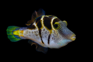An amazing tropical fish - False Puffer - Paraluteres prionurus at night. Sea life of Tulamben,...