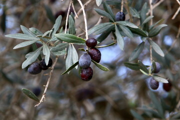 Olive trees in a city park in northern Israel.