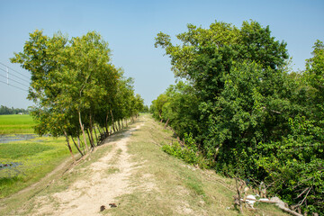 Fototapeta na wymiar A beautiful village road with mangrove forest at Sundarban Tiger Reserve.