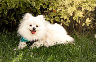 Cute white puppy Pomeranian lying on the grass 
