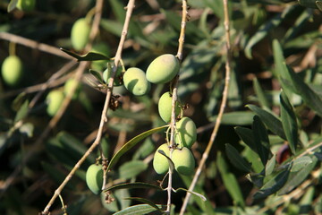 Olive trees in a city park in northern Israel.