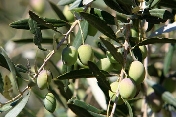 Olive trees in a city park in northern Israel.