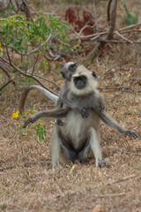Eating langur. Closeup portrait of Tufted gray langur (Semnopithecus priam), also known as Madras gray langur, and Coromandel sacred langur