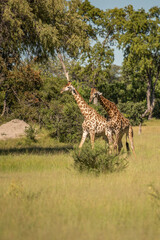Giraffe in front Amboseli national park Kenya masai mara.(Giraffa reticulata) sunset.