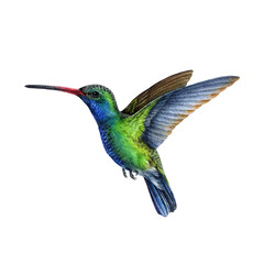 Hummingbird watercolor illustration. Hand drawn beautiful tiny flying bird. Bright green and blue colored hummingbird illustration. Realistic wildlife avian close up illustration.