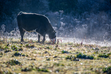 frosty early morning with cows on a farm