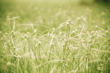vintage soft tone, Abstract nature background with grass in the meadow and sunset. picture can used wallpaper desktop or copy space for add text message. Nature concept.