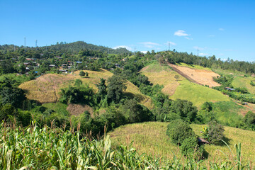 Fototapeta na wymiar Rice-fields Golden and yellow rice fields near Mae Hong Son, North Thailand 