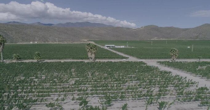 Un vino tinto formidable. Las uvas de la regi&oacute;n reflejan una excelente maduraci&oacute;n, color, aroma y sabor del vino, una fiesta al paladar