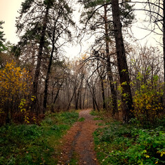 Footpath in a rare pine autumn forest.