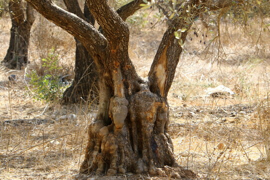 Thick trunk of a tall tree in a city par