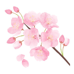 Naklejka na ściany i meble 水彩の桜のベクターイラスト