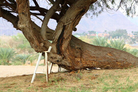 Thick trunk of a tall tree in a city par