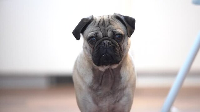 Fawn pug dog wide shot in kitchen