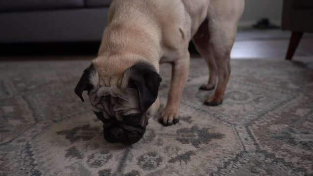Pug sniffing in living room on carpet
