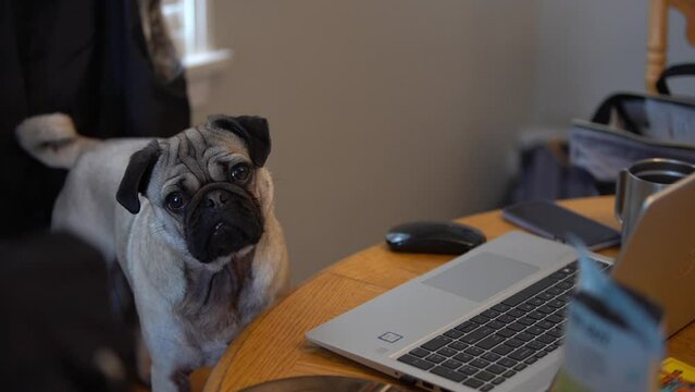 Pug working at a desk at a dining room table