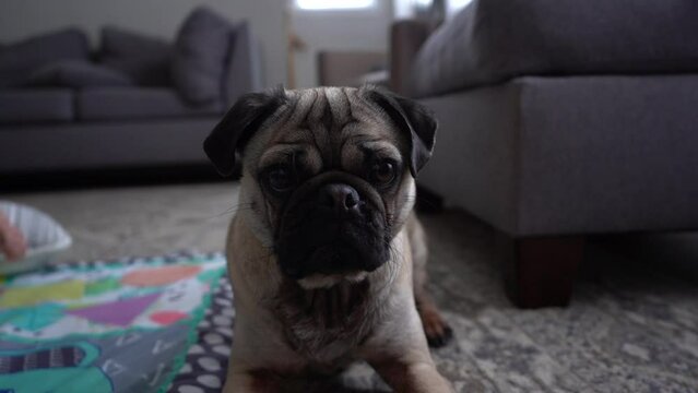 Tan pug in living room playing