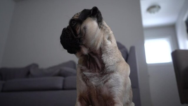 Fawn pug in living room medium shot
