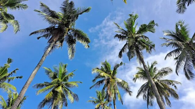 Swaying coconut palm trees in bright blue sky and clouds. 4K tropical island summer footage.