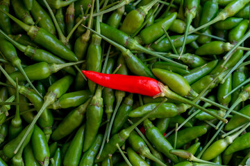 Raw and Fresh Paprika, Thai Chilli Pepper from Chilli Plantation, Spicy Red Chilli on Green Chilli Background