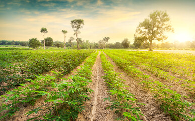 row of cassava tree in field. Growing cassava, young shoots growing. The cassava is the tropical...