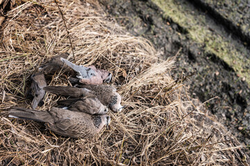 The corpse of a many of birds that died after eating mix poison paddy ​in rice fields because...