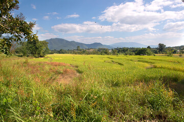 Rice-fields
Golden and yellow  rice fields near Mae Hong Son, North Thailand
