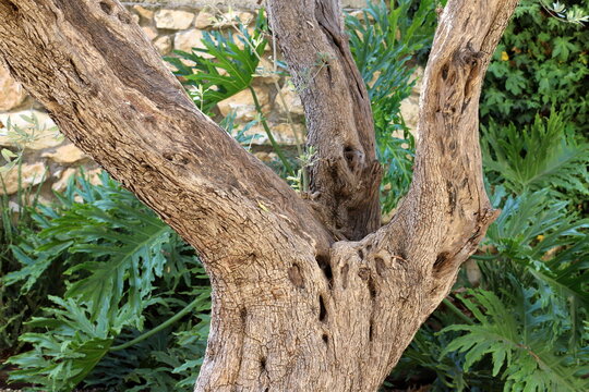 Thick trunk of a tall tree in a city par