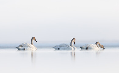 A trio of trumpeter swans glide along the water in the early morning reflecting on the calm water