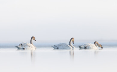 A trio of trumpeter swans glide along the water in the early morning reflecting on the calm water © Donna Feledichuk