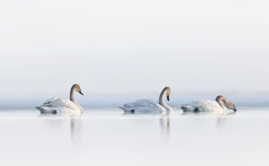 Fotobehang A trio of trumpeter swans glide along the water in the early morning reflecting on the calm water © Donna Feledichuk