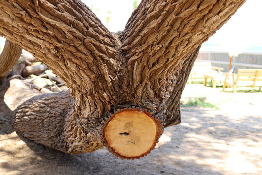 Thick trunk of a tall tree in a city par