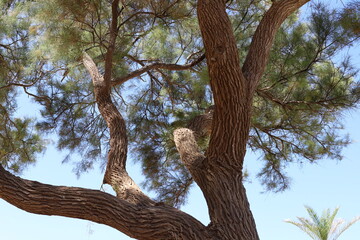 Thick trunk of a tall tree in a city par