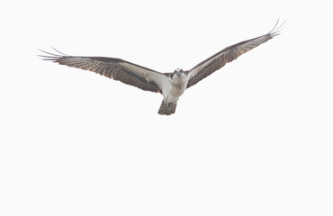 An osprey flying over head against a white sky with its wings spread
