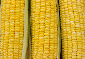 yellow ripe corn as a texture