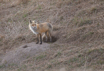 A female red fox stands outside her den