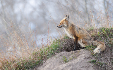 An adult red fox stands lookout nest to its den
