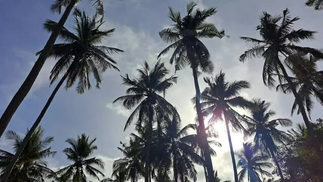 Silhouette of swaying coconut palm trees. 4K tropical island summer footage.