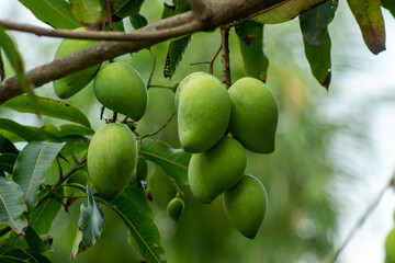 Close up green mango with branch on blur background.