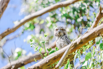 Tawny Frogmouth Austrlalian owl variety sitting on branch in wild