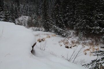 snow in the forest, Whitemud Park, Edmonton, Alberta
