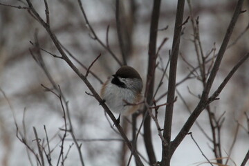 Boreal Chickadee, Whitemud Park, Edmonton, Alberta
