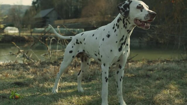 A male Dalmatian dog is standing and shaking on a meadow with a lake.