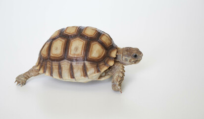 a Sulcata Tortoise in White Background