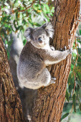 Mother and baby koala climbing Australian eucalypt tree