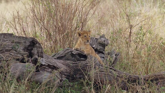 Lion cub sitting on broken wood looking for its mother, savannah, 2022
Medium shot of lion cub wildlife, Africa savanna,2022
