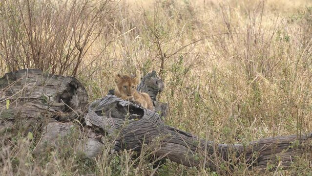 Lion cub resting and lick its feet, Africa, 2022
Medium shot of lion cub, Africa savanna,2022
